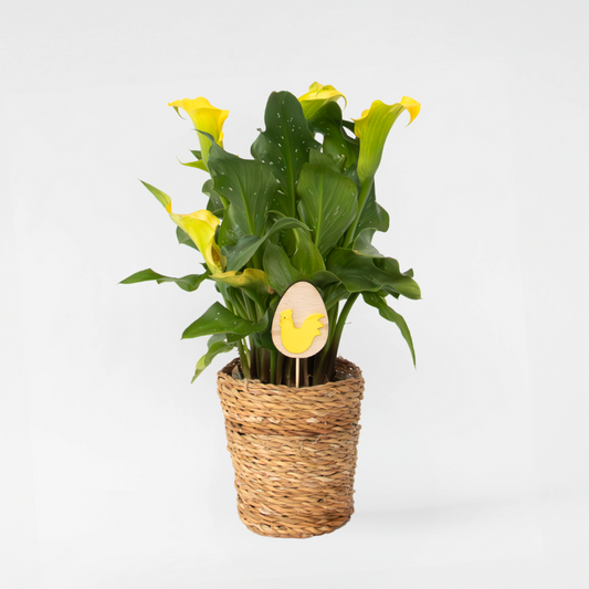 Calla 'Ruby' - Aronstab - Gelb