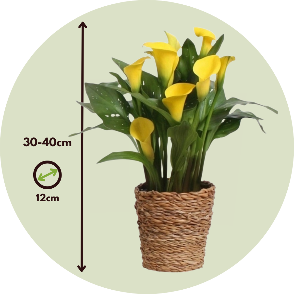 Calla 'Ruby' - Aronstab - Gelb