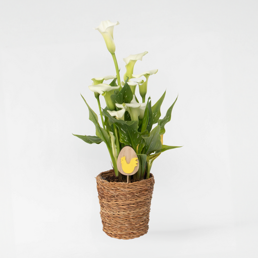 Calla 'Ruby' - Aronstab - Weiß