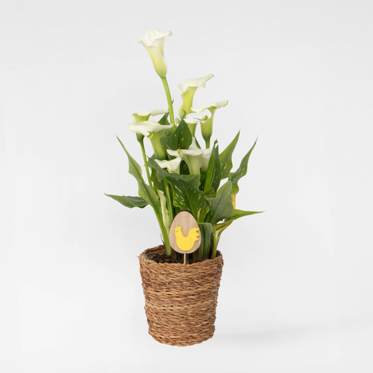 Calla 'Ruby' - Aronstab - Weiß