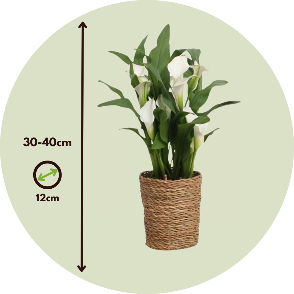 Calla 'Ruby' - Aronstab - Weiß