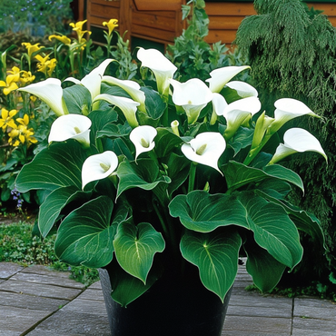 Calla 'Ruby' - Aronstab - Weiß