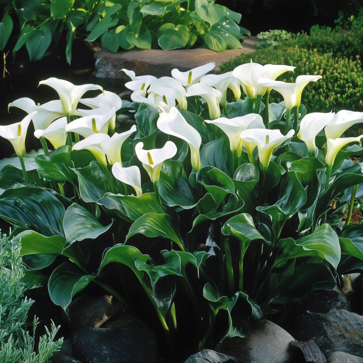 Calla 'Ruby' - Aronstab - Weiß