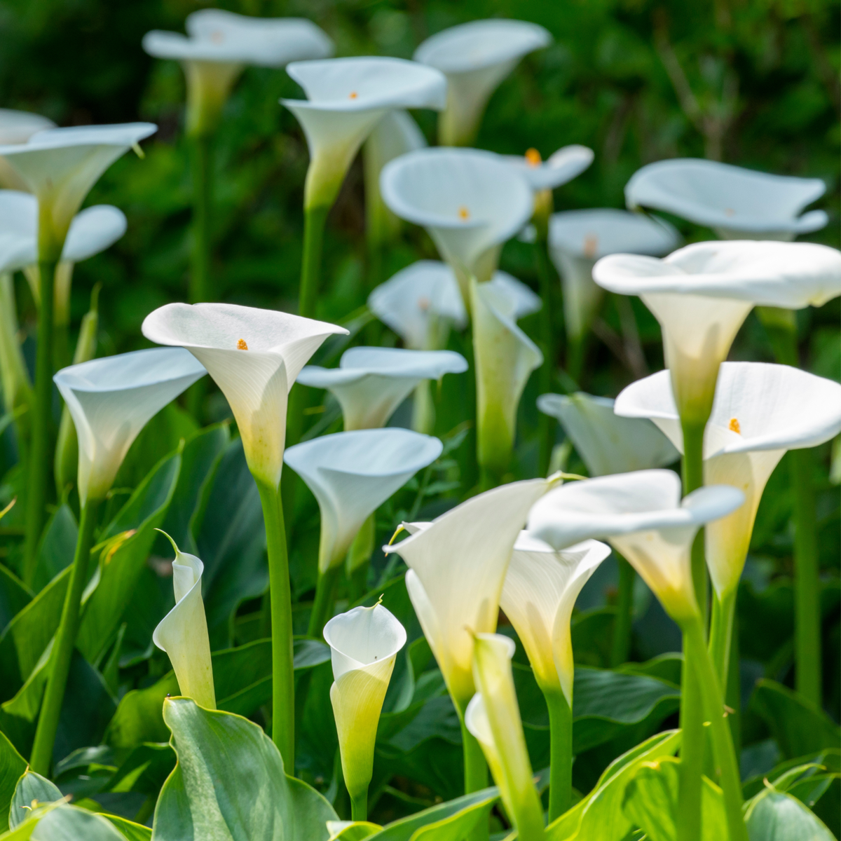 Calla 'Ruby' - Aronstab - Weiß
