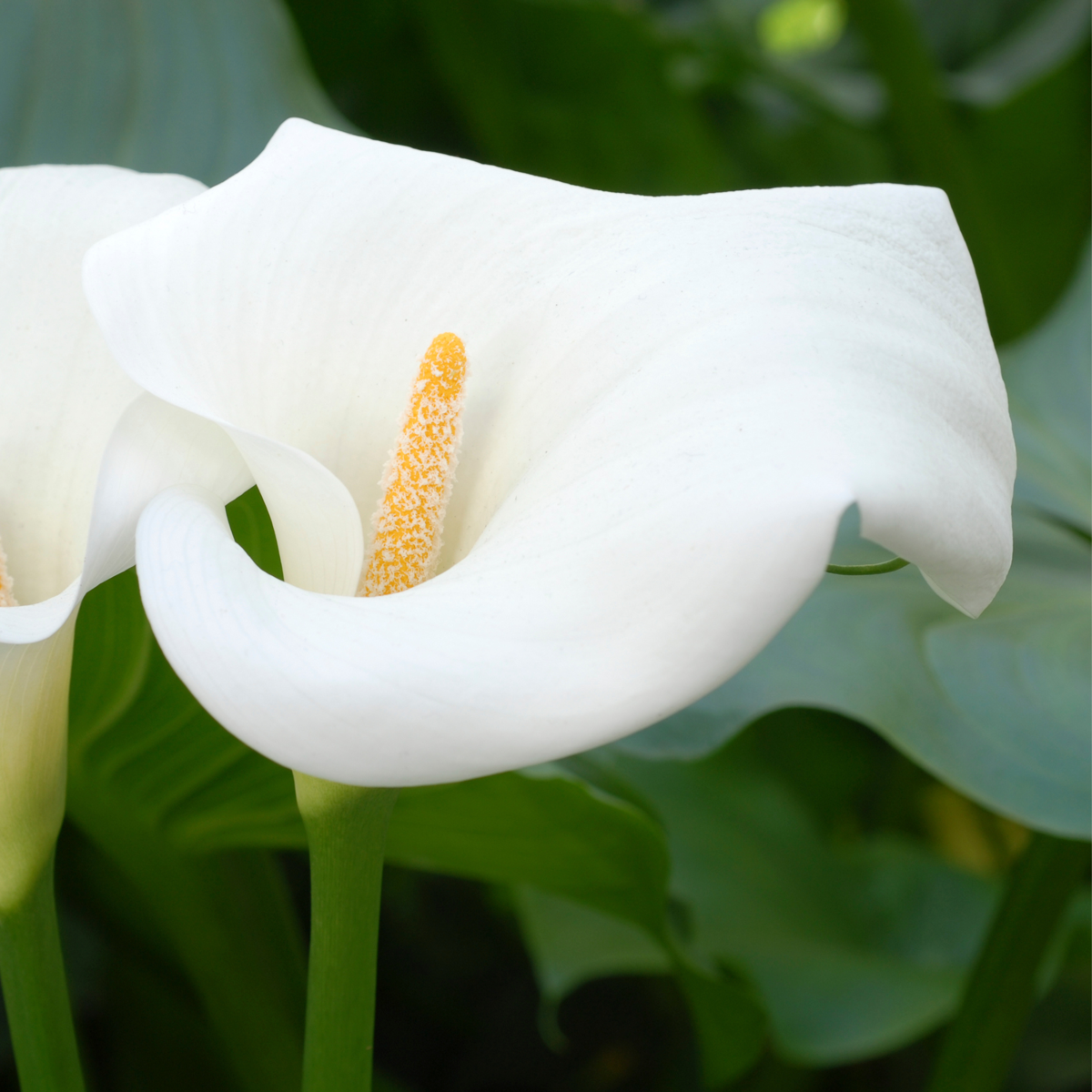 Calla 'Ruby' - Aronstab - Weiß