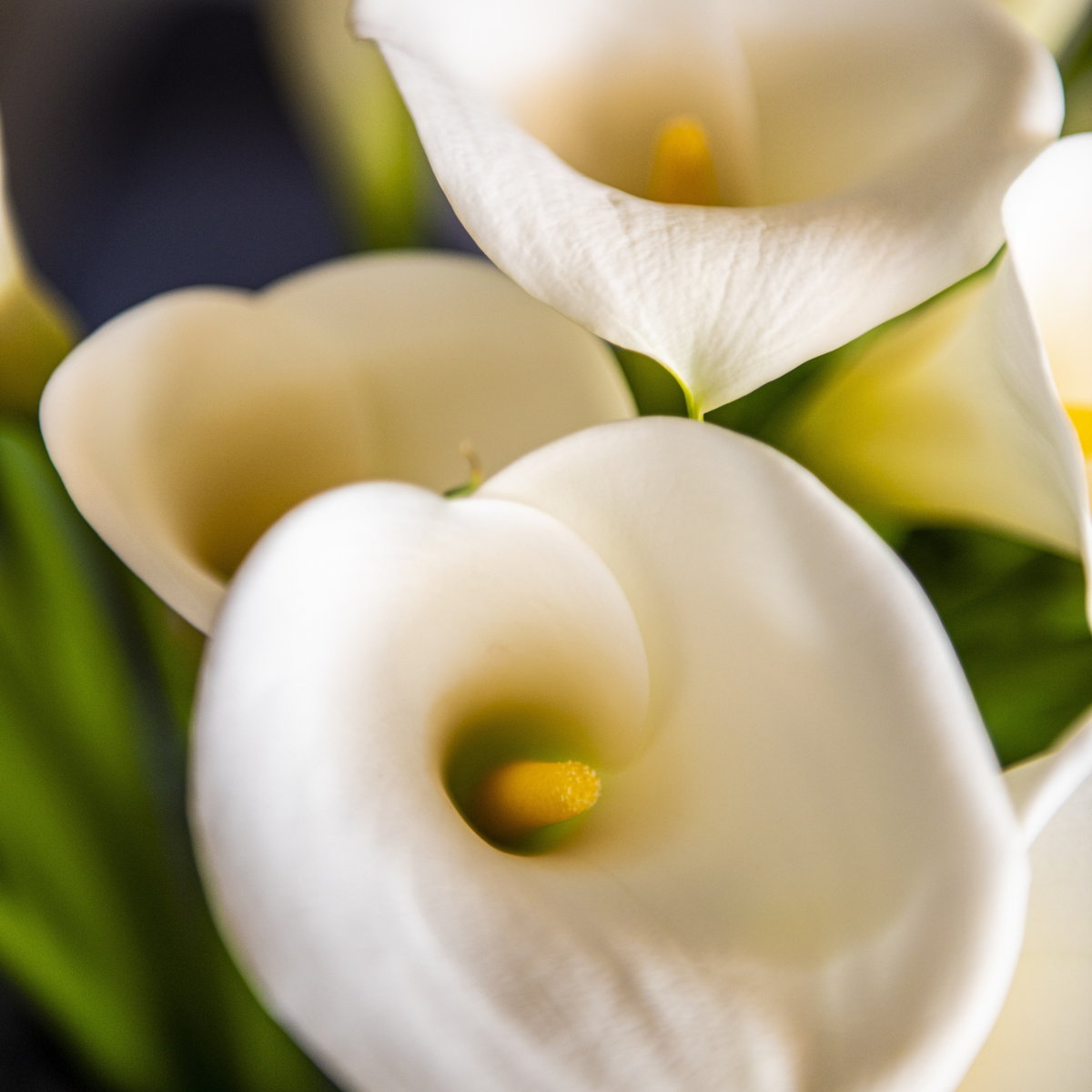 Calla 'Ruby' - Aronstab - Weiß