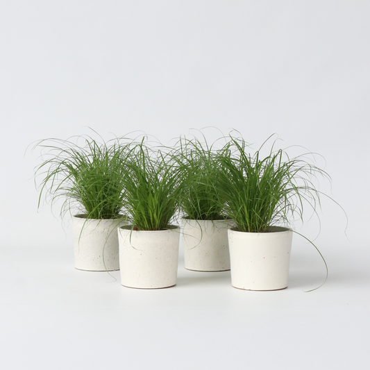Cyperus - 4er Set - Katzengras