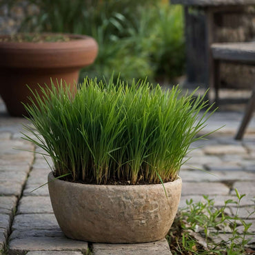 Cyperus - 6er Set - Katzengras