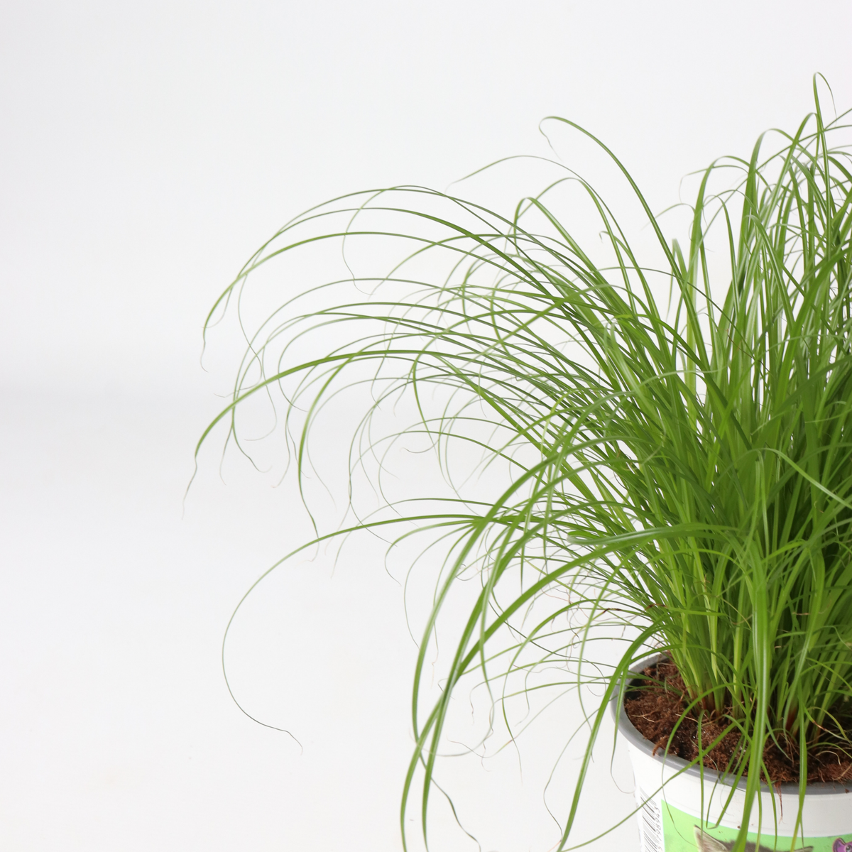 Cyperus - 6er Set - Katzengras
