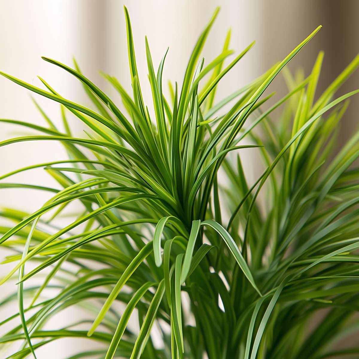Cyperus - 6er Set - Katzengras