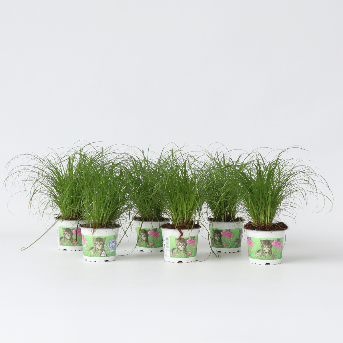 Cyperus - 6er Set - Katzengras