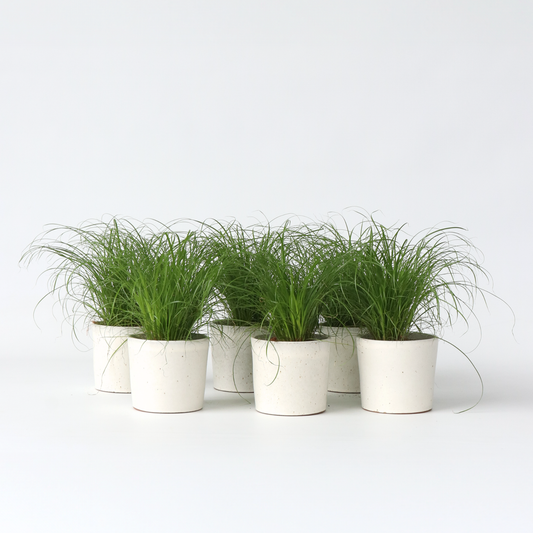Cyperus - 6er Set - Katzengras