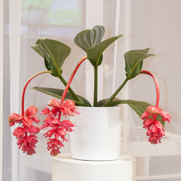 Medinilla Magnifica – Sprühblume