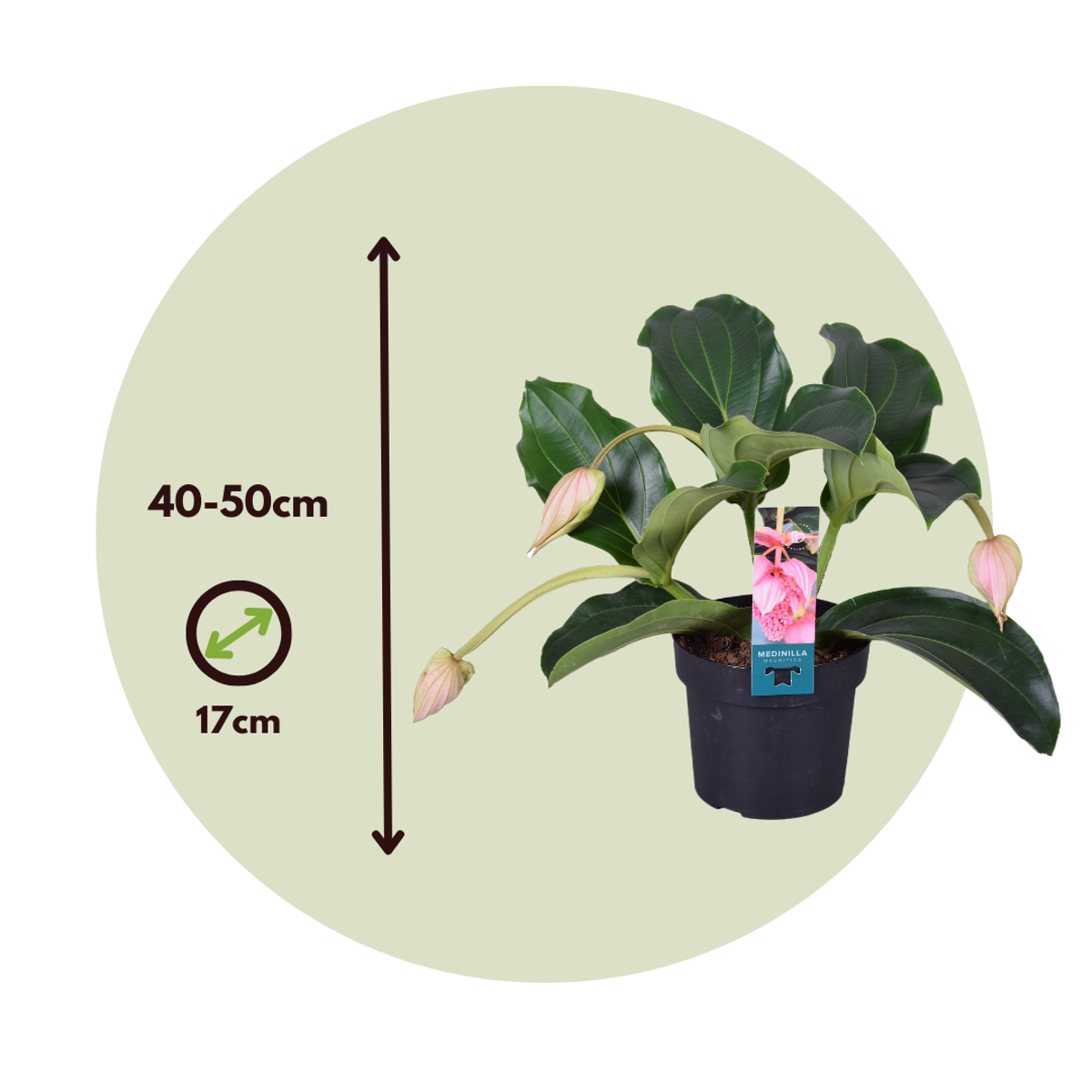 Medinilla Magnifica - 2er-Bund - Blumenstrauß