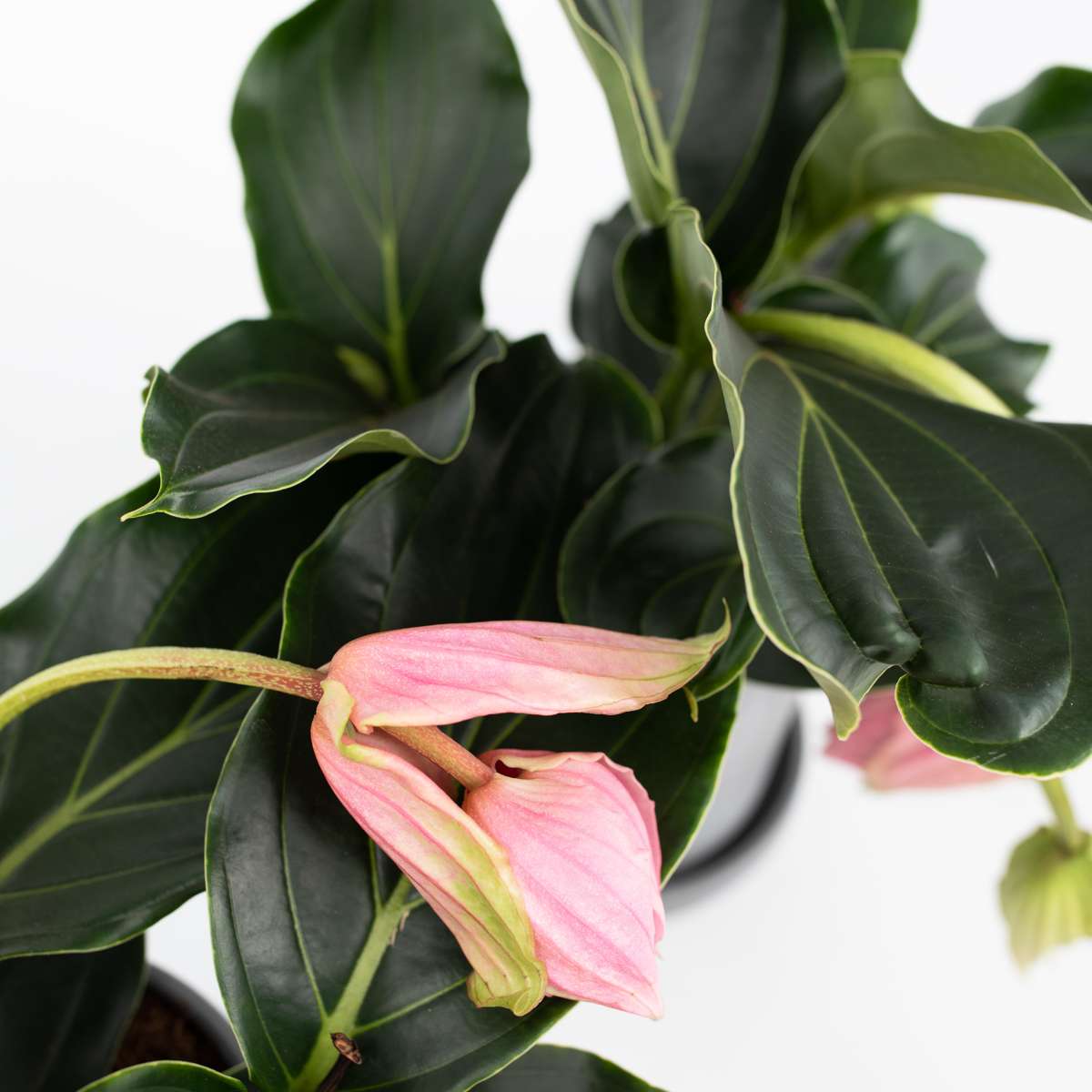 Medinilla Magnifica - 2er-Bund - Blumenstrauß