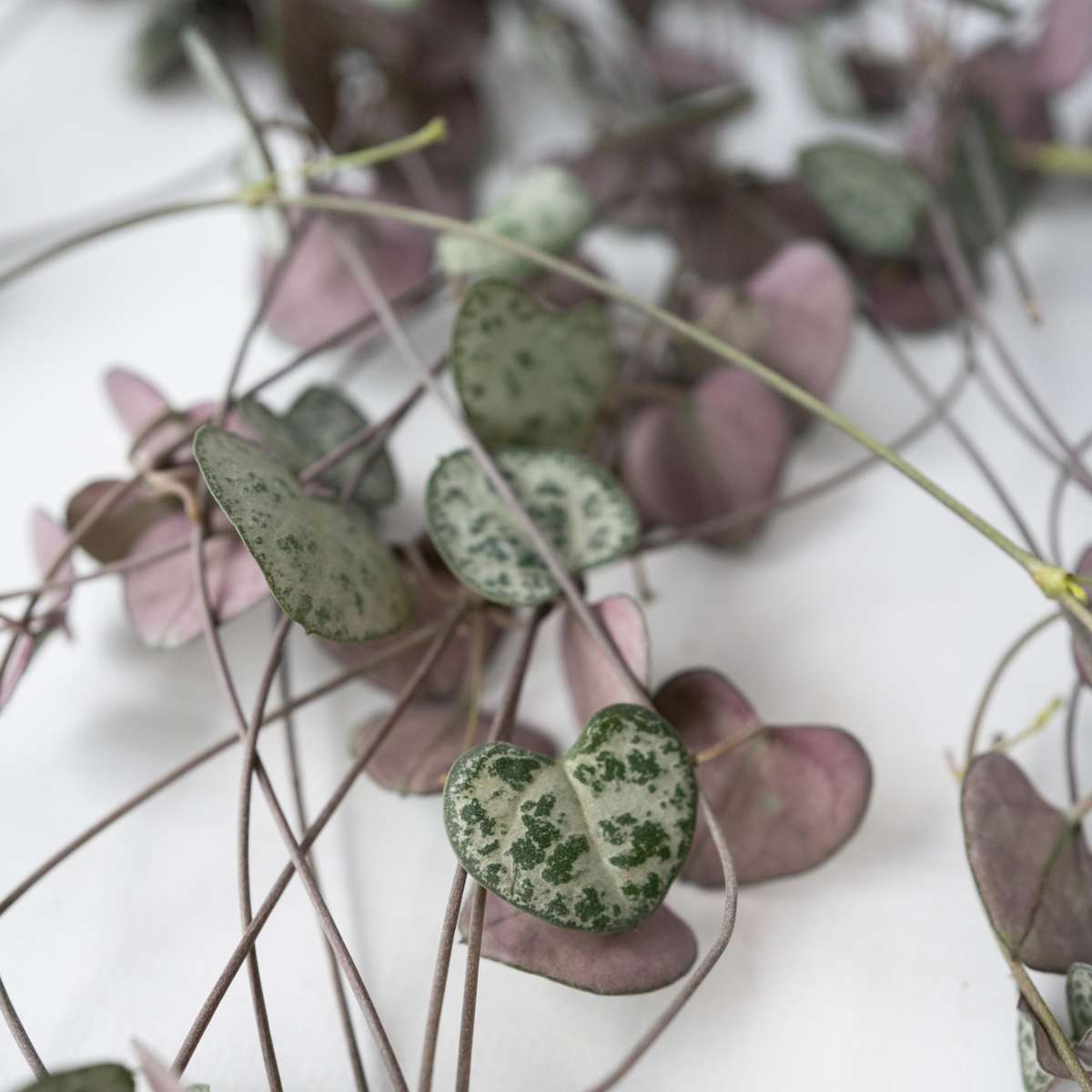 Ceropegia Woodii - Chinesische Laternenpflanze