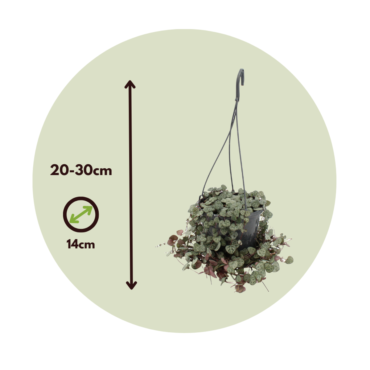 Ceropegia Woodii - Chinesische Laternenpflanze