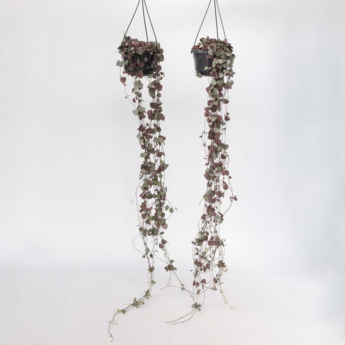 Ceropegia Woodii - Set van 2 - Lantaarnplantje
