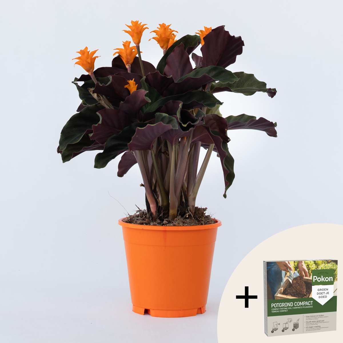 Calathea crocata 'Tassmania' - Mit Blumenerde