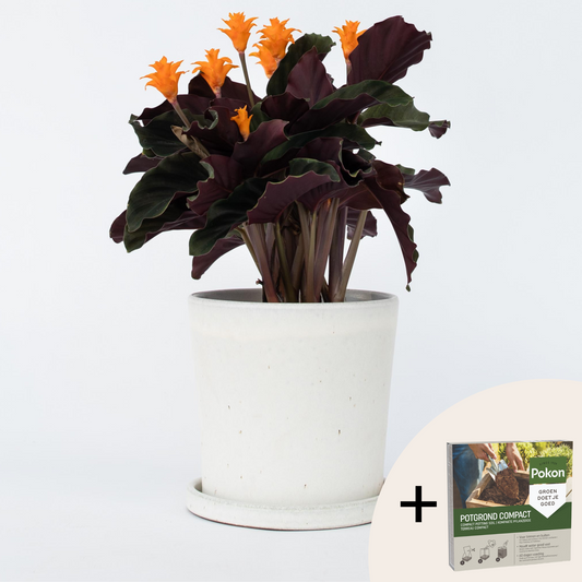 Calathea crocata 'Tassmania' - Mit Blumenerde