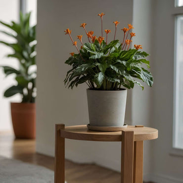 Calathea crocata 'Tassmania' - Mit Blumenerde