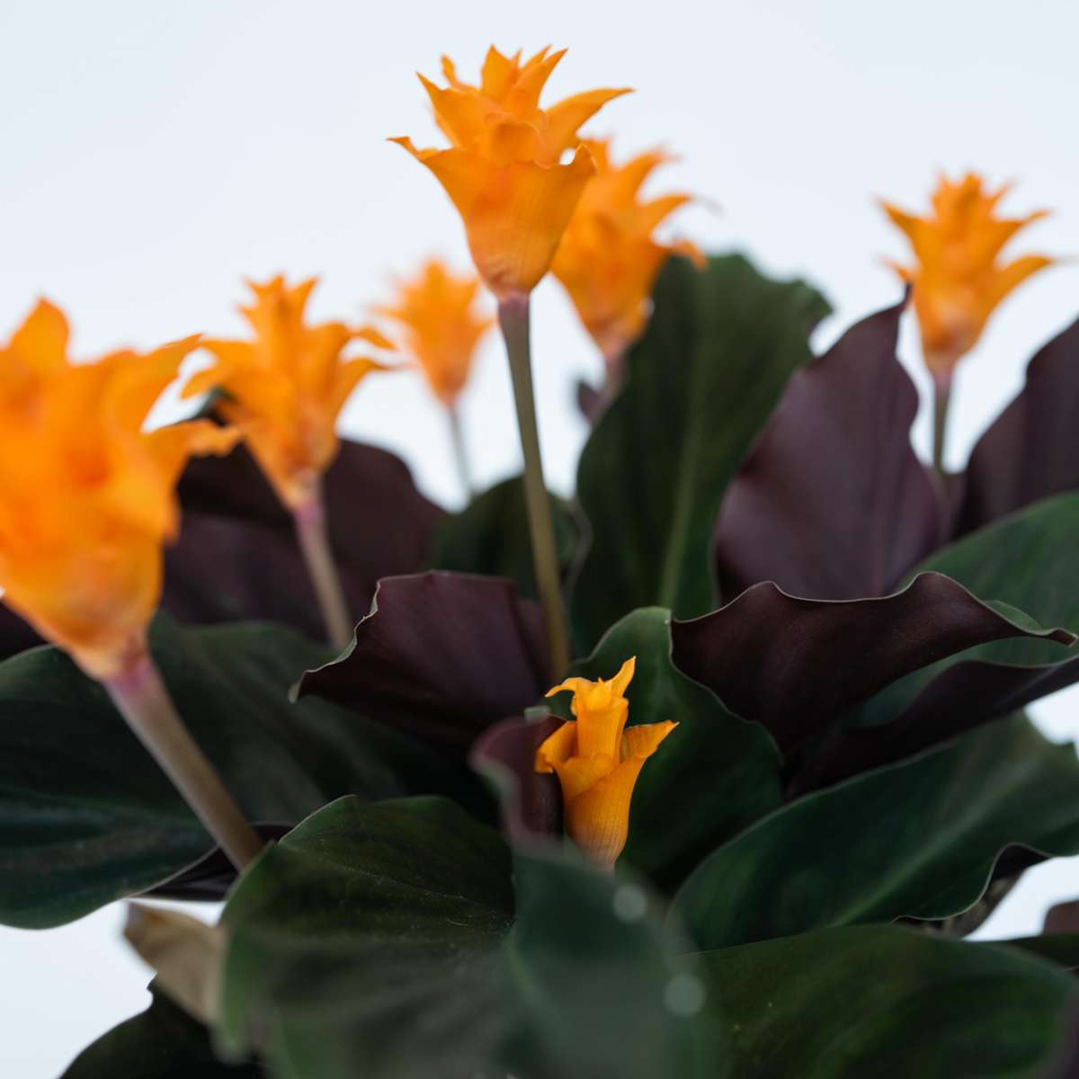 Calathea crocata 'Tassmania' - Mit Blumenerde