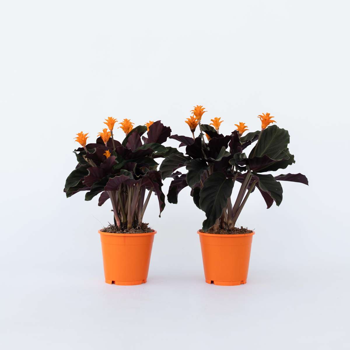 Calathea 'Crocata' - 2er-Set