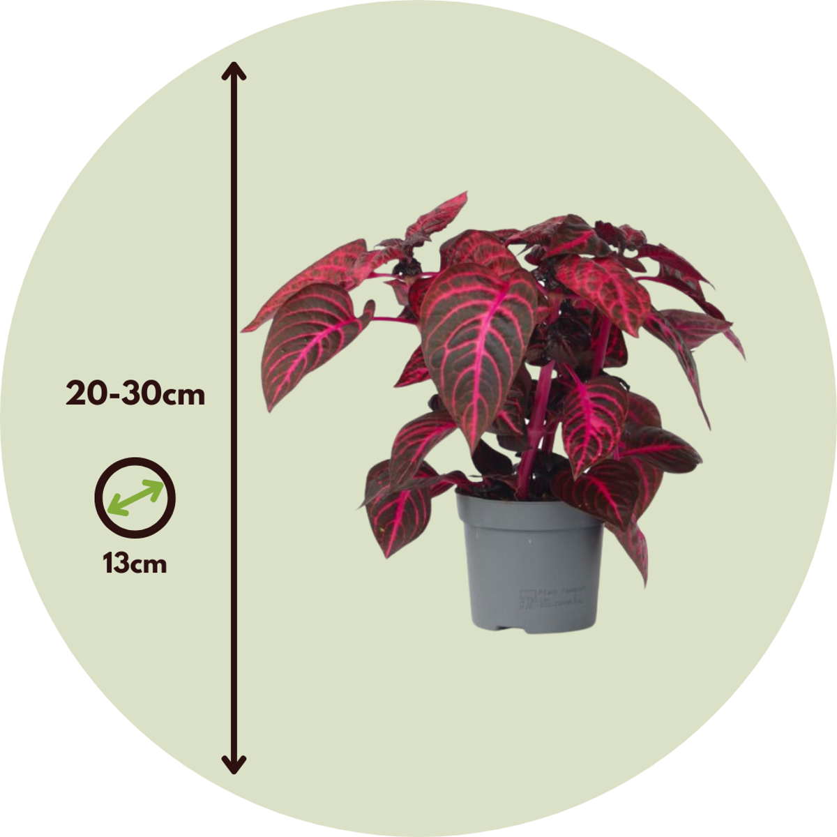 Iresine Herbstii 'Red' - Set van 2 - Biefstukplant