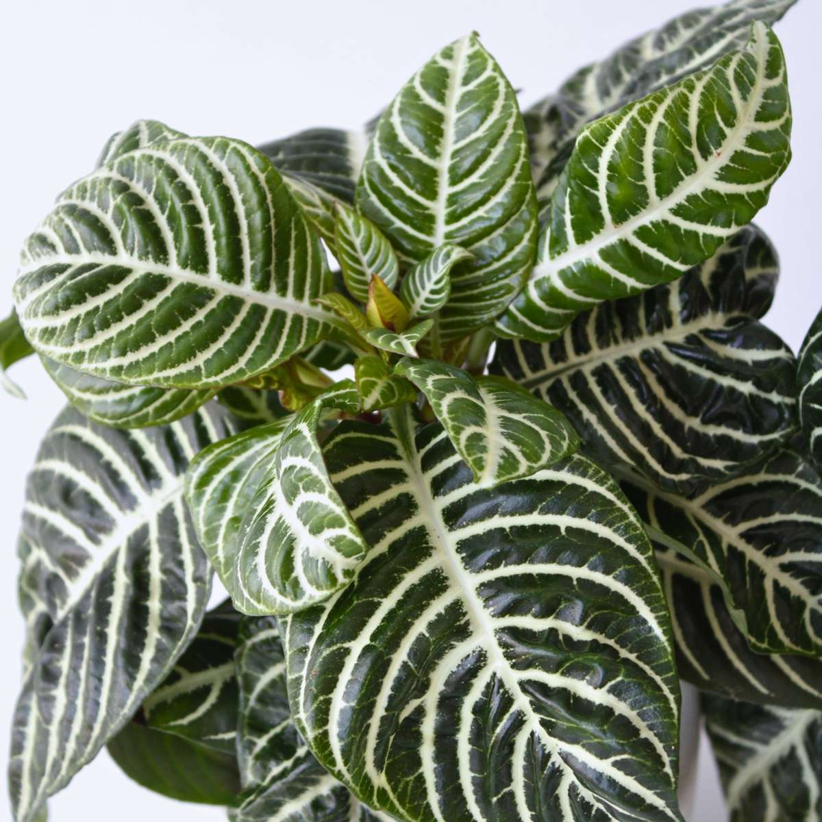 Aphelandra - Zebrapflanze