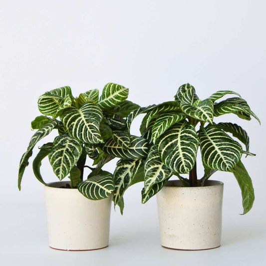 Aphelandra - 2er-Set - Zebrapflanze