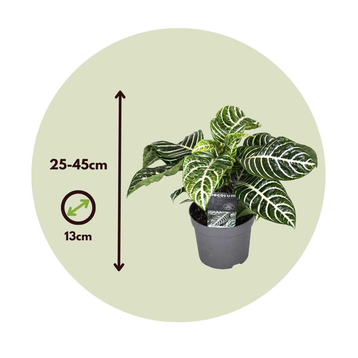 Aphelandra - Zebrapflanze
