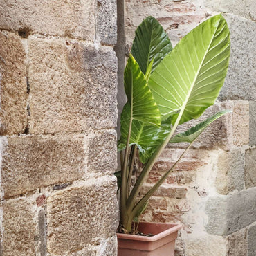 Alocasia 'Odora' - Elefantenohr