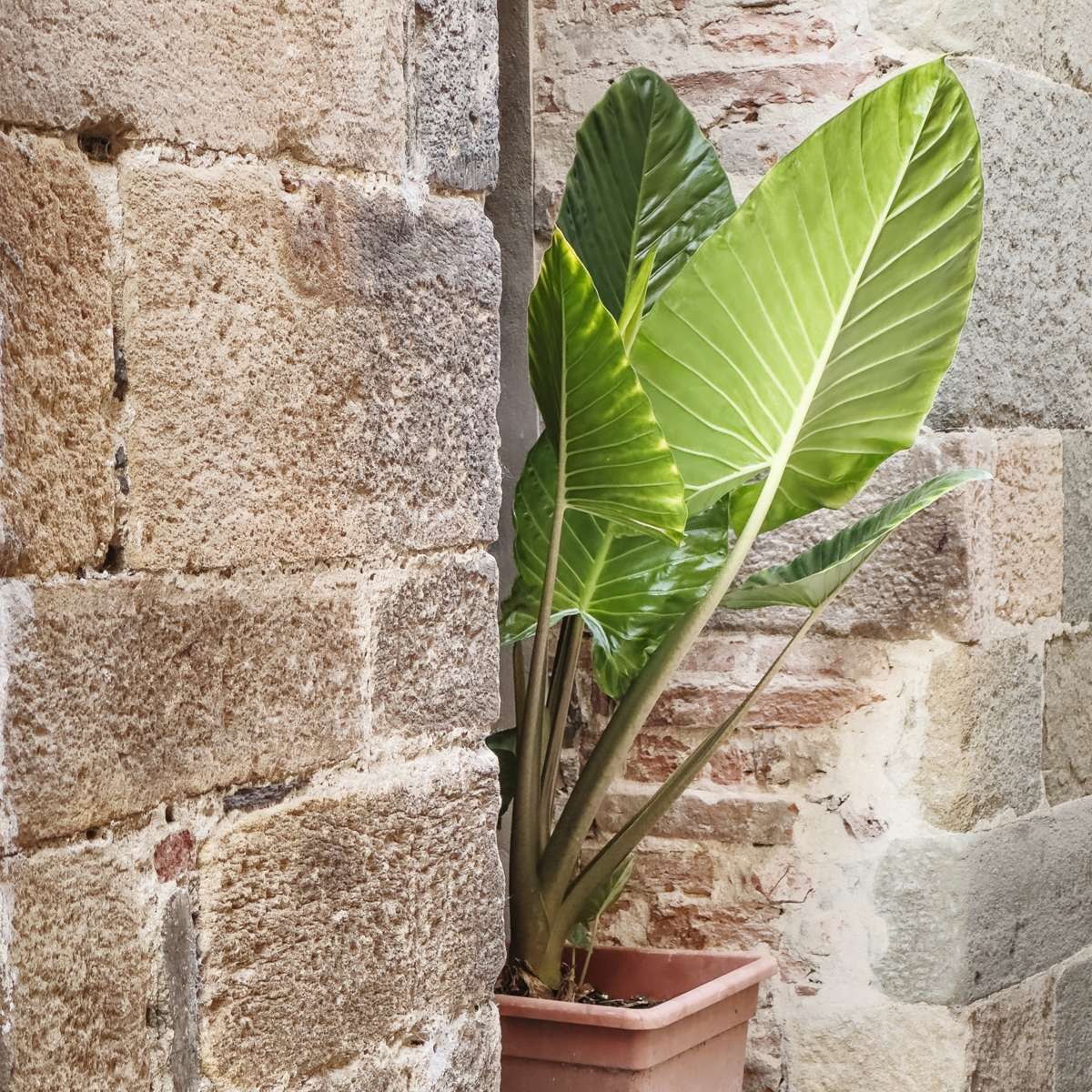 Alocasia 'Odora' - 2er-Set - Elefantenohr
