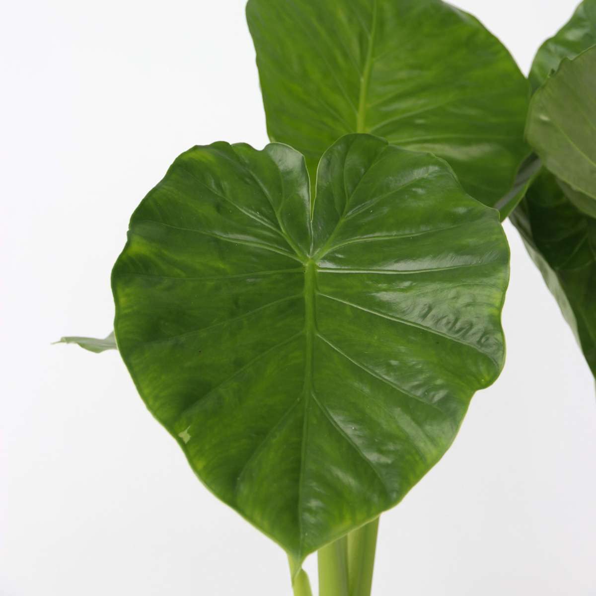 Alocasia 'Odora' - Elefantenohr