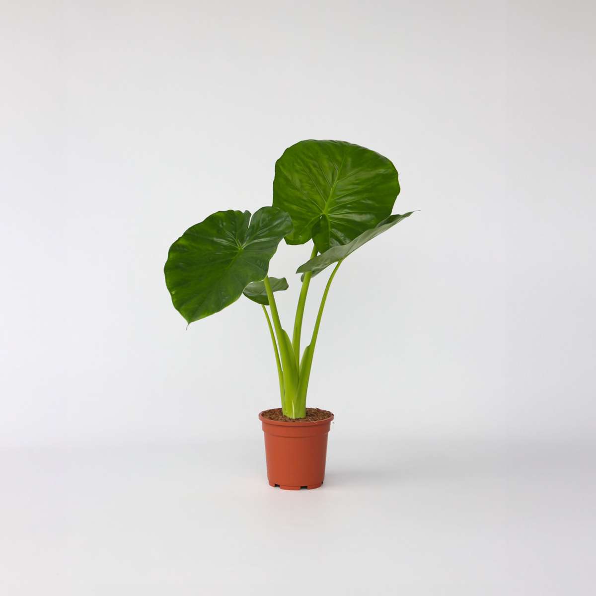 Alocasia 'Odora' - Elefantenohr