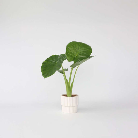 Alocasia 'Odora' - Elefantenohr