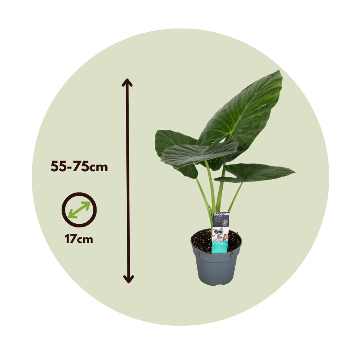 Alocasia 'Odora' - Elefantenohr