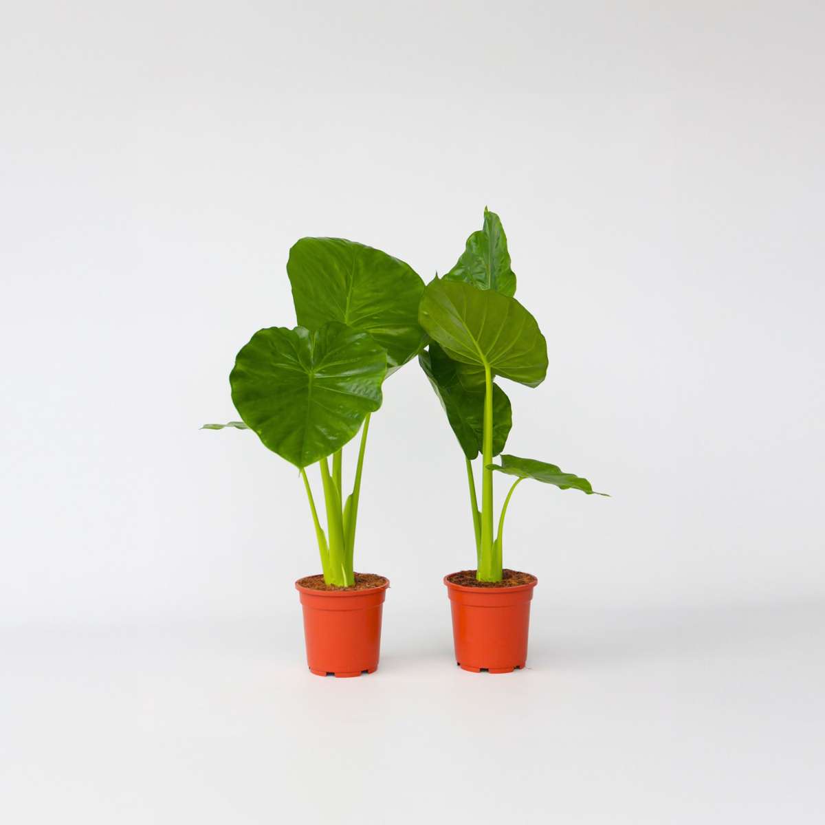 Alocasia 'Odora' - 2er-Set - Elefantenohr