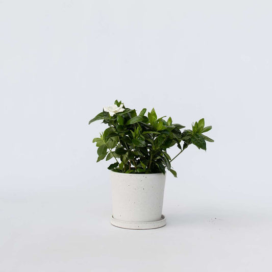 Gardenia Jasminoides - Weiße Blüten - Jasmin