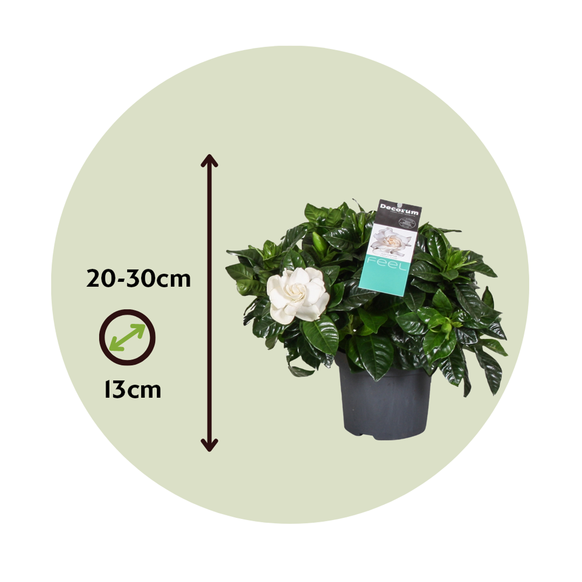 Gardenia Jasminoides - Weiße Blüten - Jasmin