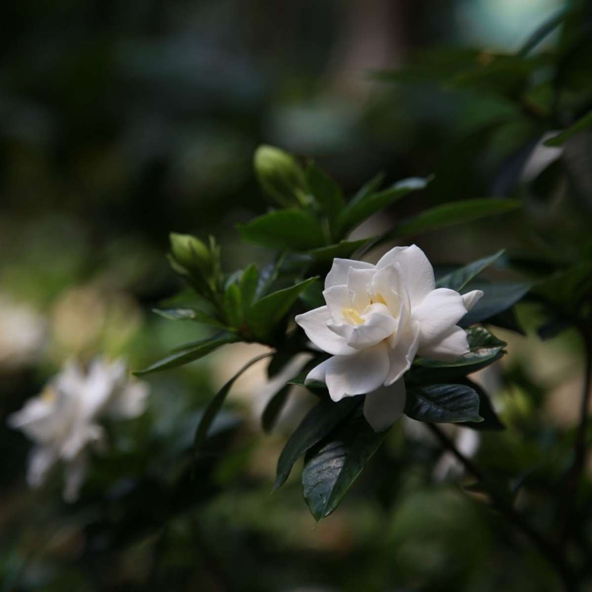 Gardenia Jasminoides - 2er-Set - Jasmin
