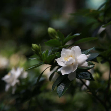 Gardenia Jasminoides - 2er-Set - Jasmin