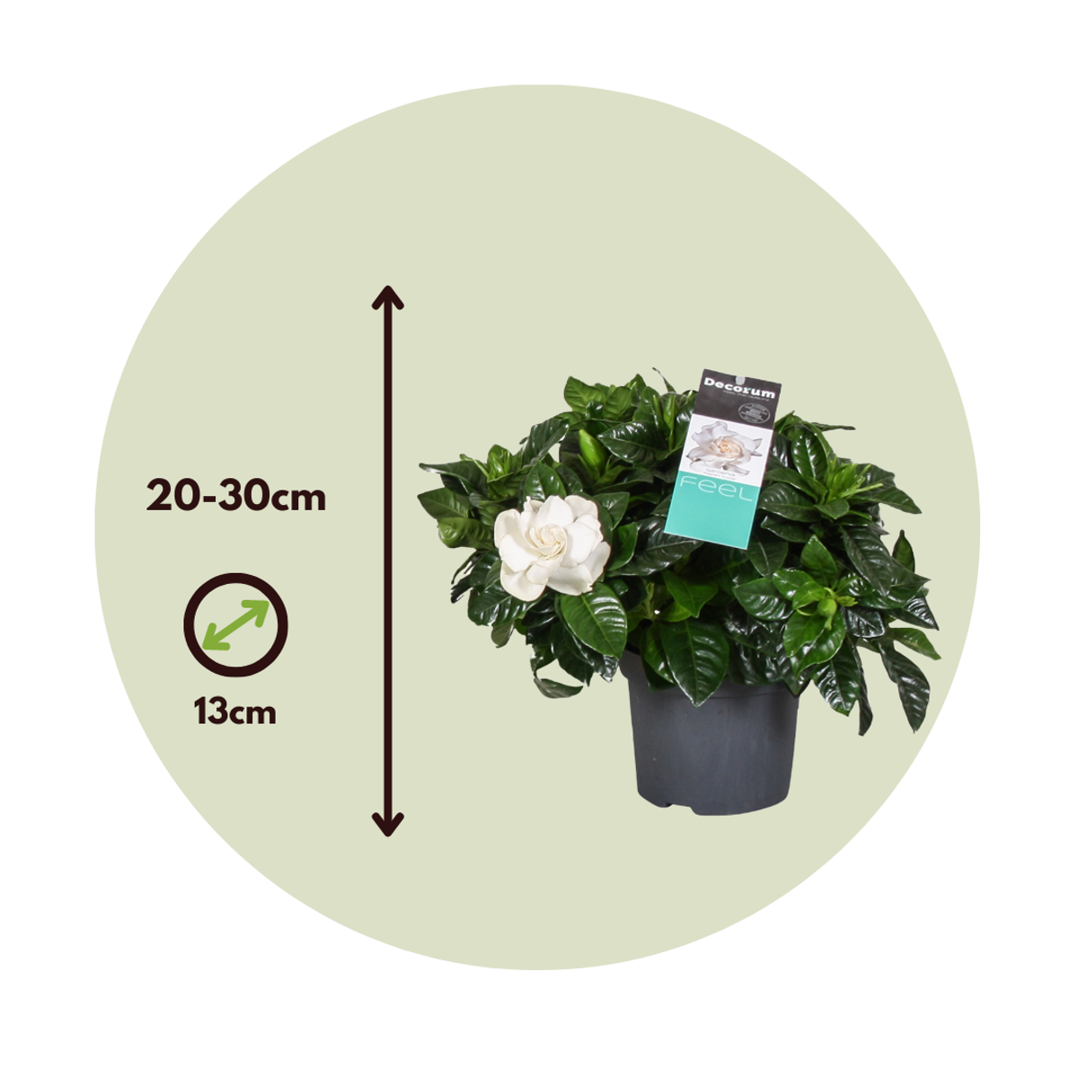 Gardenia Jasminoides - 4er-Set - Jasmin