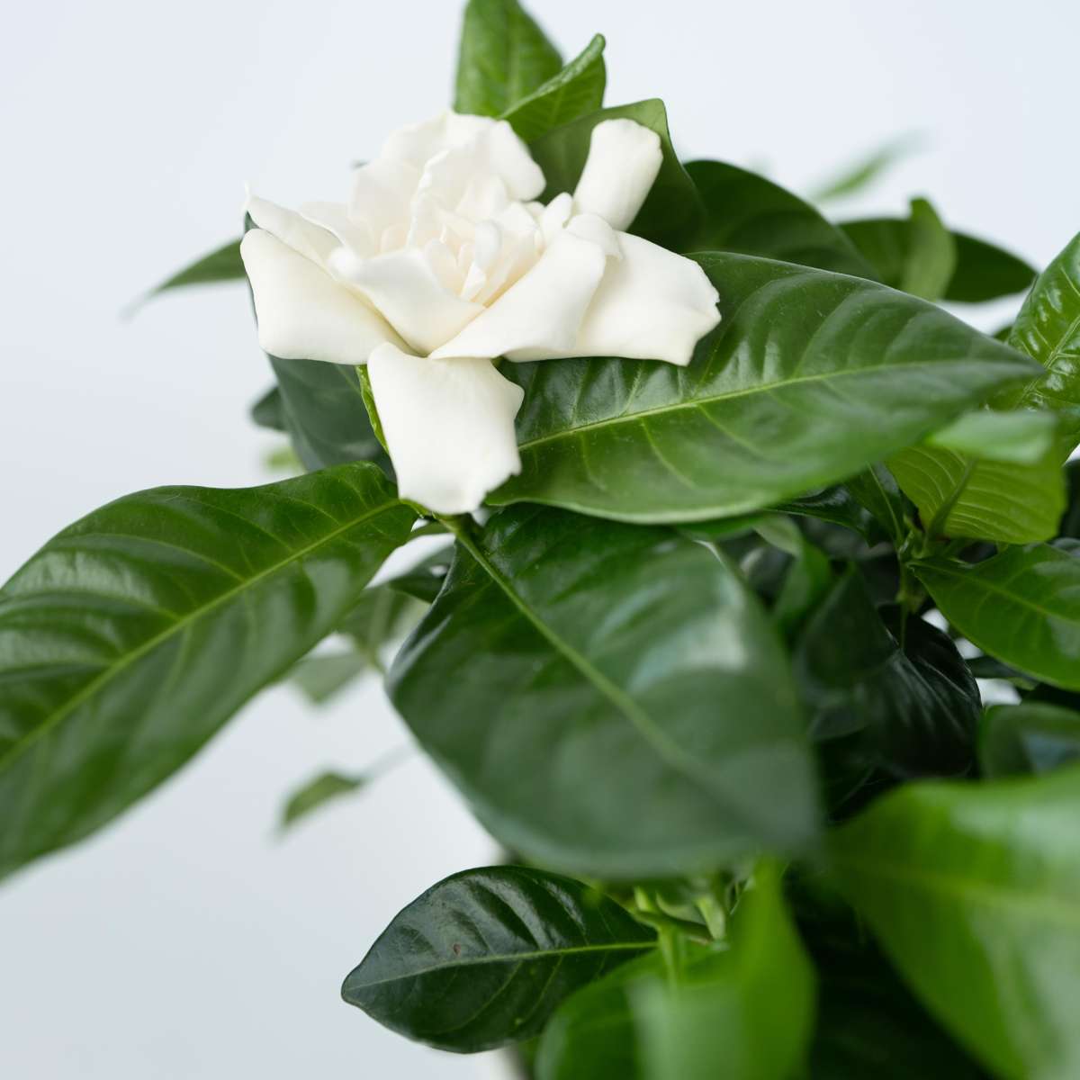 Gardenia Jasminoides - 4er-Set - Jasmin