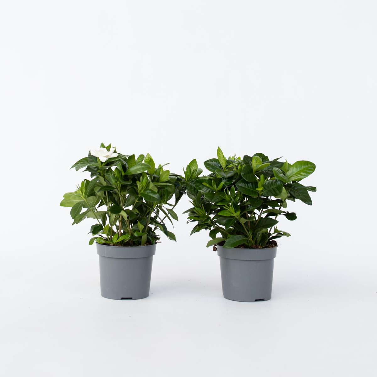 Gardenia Jasminoides - 4er-Set - Jasmin