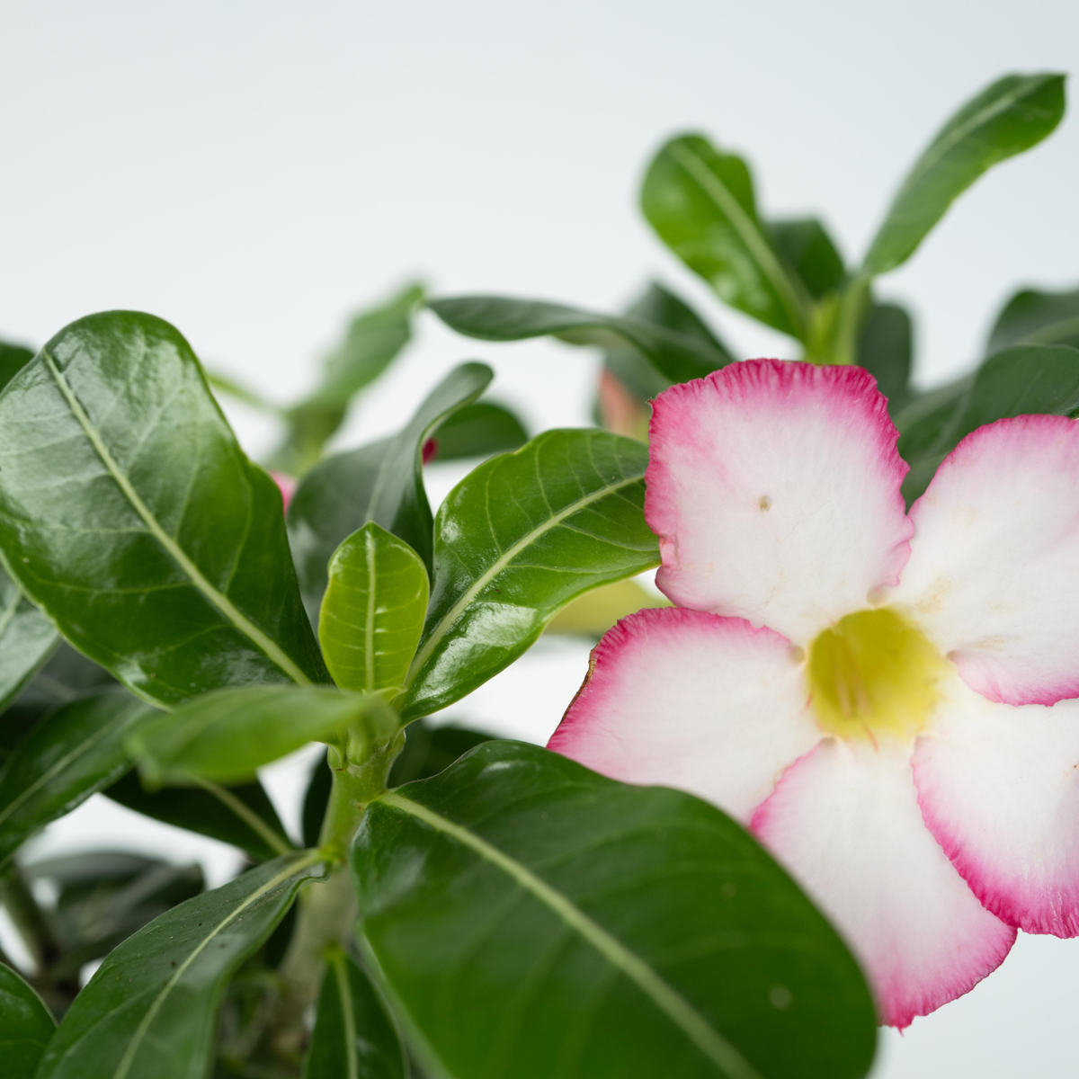 Adenium obesum - Weiß - Wüstenrose