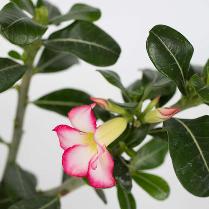 Adenium obesum - Rosa - Wüstenrose