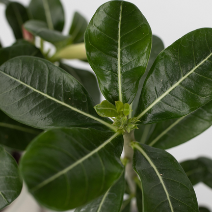 Adenium obesum - Rosa - Wüstenrose