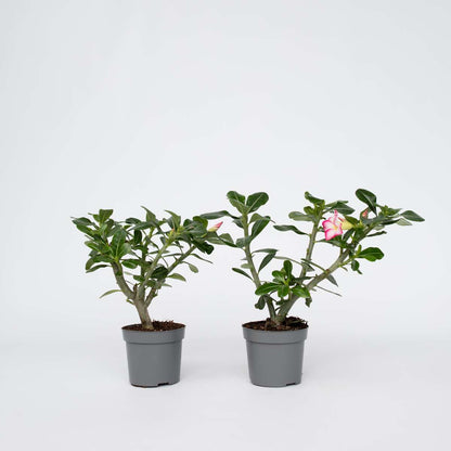 Adenium obesum - Rosa - Wüstenrose