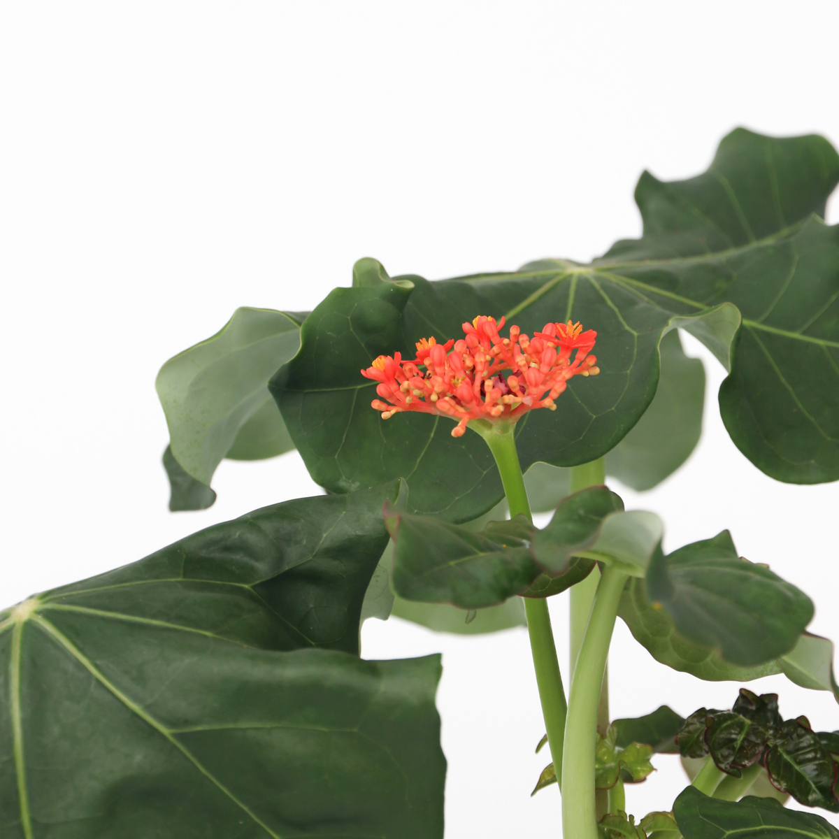 Jatropha Podagrica - 2er-Set